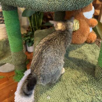 Tabla Drum 23 -  Domestic Short Hair Cat for Adoption in Austin, Texas - Tabla Drum 23 | PetCurious