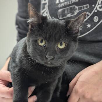 Rescue Domestic Short Hair Cats for Adoption in Canton, Illinois - Periwinkle | PetCurious