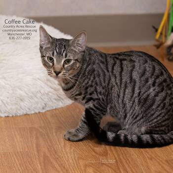 Coffee Cake -  Domestic Short Hair Cat for Adoption in Ballwin, Missouri - Coffee Cake | PetCurious