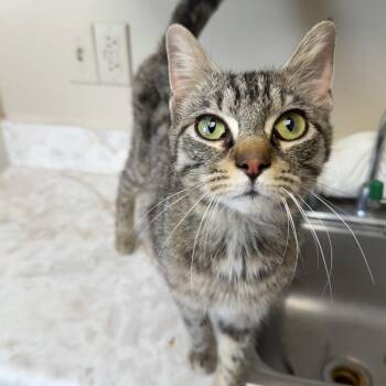 Domestic Short Hair Cats Available for Adoption - TUSC-Stray-83867 | PetCurious