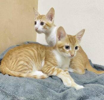 Egyptian Mau and Tabby Cats Available for Adoption - Rusty & Ginger | PetCurious