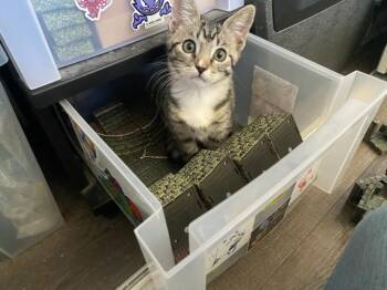 ROBIN -  Domestic Short Hair Cat for Adoption in Burbank, California - ROBIN | PetCurious