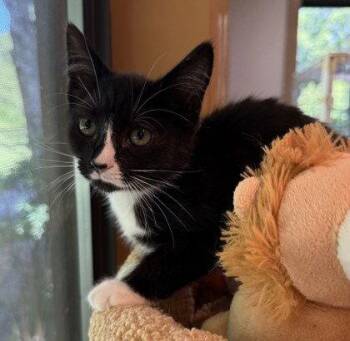 Chirp -  Domestic Short Hair Cat for Adoption in Midland, Virginia - Chirp | PetCurious