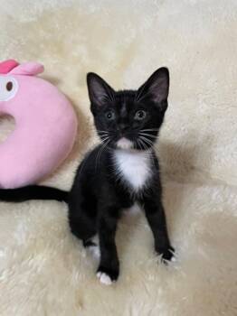 Ning Ning -  Domestic Short Hair Cat for Adoption in San Antonio, Texas - Ning Ning | PetCurious