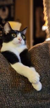 Rescue Tuxedo and Domestic Short Hair Cats for Adoption in Liverpool, Texas - Mischief | PetCurious