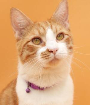 Blaze is our chonky BIG BABY BOY - THERAPY kitten - VIDEO - epic -  Turkish Van and Tabby Cat for Adoption in Bedford Hills, New York - Blaze Is Our Chonky BIG BABY BOY - THERAPY Kitten - VIDEO - Epic | PetCurious