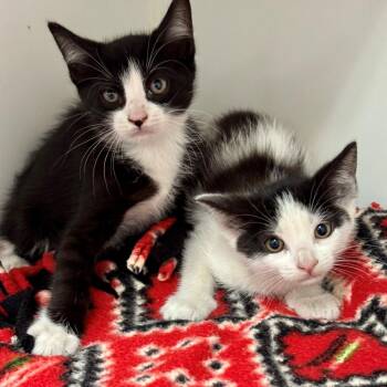 Edin -  Domestic Short Hair Cat for Adoption in Long Beach, California - Edin | PetCurious