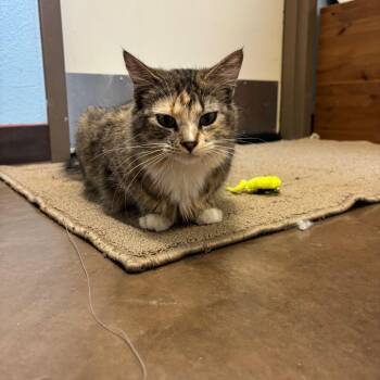 Domestic Short Hair Cats Available for Adoption in Flagstaff, Arizona - Yanny W/ Laurel - Soft Sweetheart | PetCurious