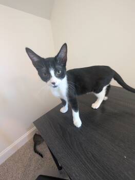 Rescue Domestic Short Hair Cats for Adoption in Groveland, Massachusetts - Eclair | PetCurious