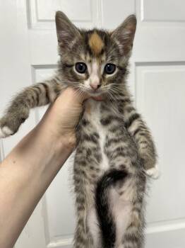 Domestic Short Hair Cats Available for Adoption in Gaithersburg, Maryland - Cherry | PetCurious