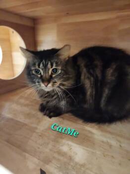 Domestic Long Hair Cats Available for Adoption in Cambridge, Maryland - Cat Me | PetCurious
