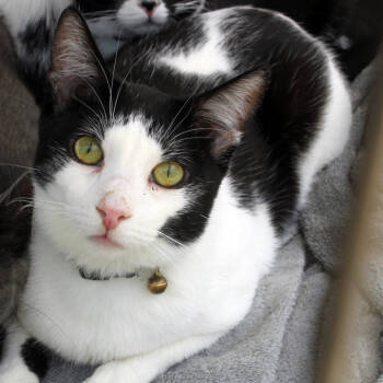 Rescue Domestic Short Hair Cats for Adoption in Redlands, California - Ziki | PetCurious