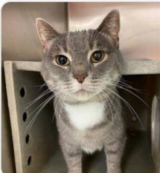 Rescue Domestic Short Hair Cats for Adoption in West Chester, Pennsylvania - Sailor | PetCurious