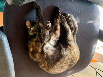 Stevie (and Georgie) -  Tortoiseshell and Domestic Short Hair Cat for Adoption in Walnut Creek, California - Stevie (and Georgie) | PetCurious
