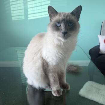 Simba -  Burmese Cat for Adoption in Liverpool, Texas - Simba | PetCurious