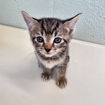 Rescue Domestic Short Hair Cats for Adoption in Eureka Springs, Arkansas - Candy Cane | PetCurious