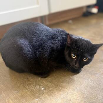 Domestic Short Hair Cats Available for Adoption in Corinth, Mississippi - Opal | PetCurious