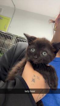 Bella Bear -  Domestic Short Hair Cat for Adoption in Daytona Beach, Florida - Bella Bear | PetCurious