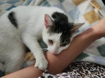 Finch-(The Lover Boy ) -  Domestic Short Hair Cat for Adoption in Telford, Pennsylvania - Finch-(The Lover Boy ) | PetCurious