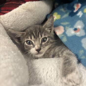 Tootie -  Tabby Cat for Adoption in Pottsboro, Texas - Tootie | PetCurious