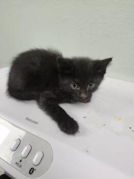 CRAB -  Domestic Short Hair Cat for Adoption in Loveland, Colorado - CRAB | PetCurious