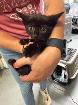 Fiorella -  Domestic Short Hair Cat for Adoption in Trenton, New Jersey - Fiorella | PetCurious