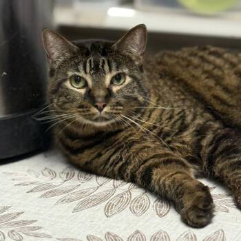 Rescue Russian Blue and Domestic Short Hair Cats for Adoption in Los Angeles, California - Regal & Paperclip (bonded Siblings) | PetCurious