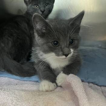 Doodle -  Domestic Short Hair Cat for Adoption in Charlottesville, Virginia - Doodle | PetCurious