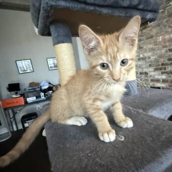 Ben -  Domestic Short Hair Cat for Adoption in Prosper, Texas - Ben | PetCurious