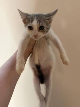 Marley -  Domestic Short Hair Cat for Adoption in Chicago, Illinois - Marley | PetCurious