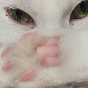 Mac -  Domestic Short Hair Cat for Adoption in Quincy, Ohio - Mac | PetCurious