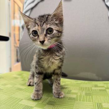Kelpie -  Domestic Short Hair Cat for Adoption in Englewood, Florida - Kelpie | PetCurious