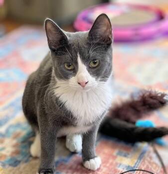 Rescue Domestic Short Hair Cats for Adoption in Melrose, Massachusetts - Cider-- Discounted Adoption Fee | PetCurious