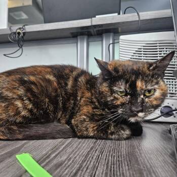 Domestic Short Hair Cats Available for Adoption in Lakewood, Colorado - Coco Puff | PetCurious