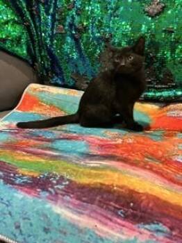 Sesshomaru -  Domestic Short Hair Cat for Adoption in Ruskin, Florida - Sesshomaru | PetCurious