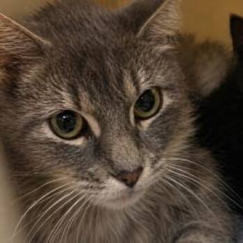 Domestic Long Hair Cats Available for Adoption in West Palm Beach, Florida - Freya | PetCurious