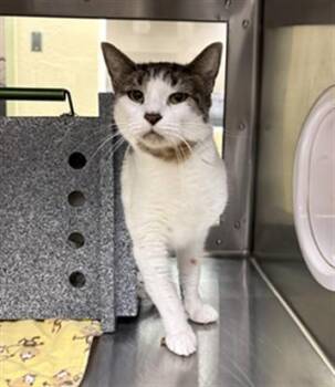 JOYCE -  Domestic Short Hair Cat for Adoption in Fort Myers, Florida - JOYCE | PetCurious