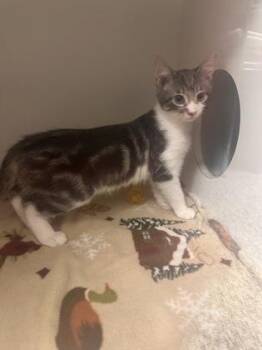 Domestic Short Hair Cats Available for Adoption in Fairfax, Virginia - Low-Key | PetCurious