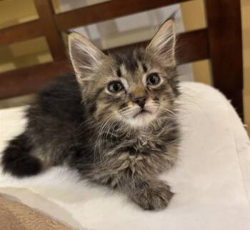 RAMEN -  Domestic Short Hair Cat for Adoption in Louisville, Kentucky - RAMEN | PetCurious