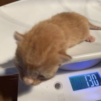 Domestic Short Hair Cats Available for Adoption in Columbus, North Carolina - Ollie | PetCurious