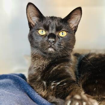 Domestic Short Hair Cats Available for Adoption in Jackson Township, New Jersey - Sparrow  | PetCurious