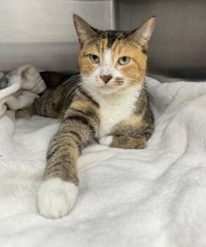 Sorrel -  Domestic Short Hair Cat for Adoption in Orland Hills, Illinois - Sorrel | PetCurious