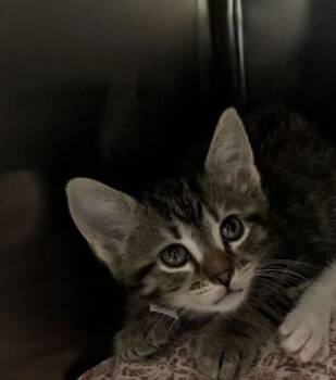 Domestic Short Hair Cats Available for Adoption in North Charleston, South Carolina - 92219a McGriddle-Petco North Charleston | PetCurious