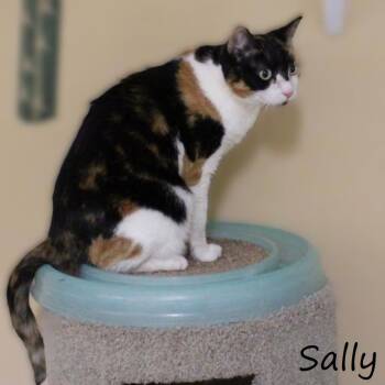 Domestic Medium Hair Cats Available for Adoption in Yucaipa, California - Sally | PetCurious