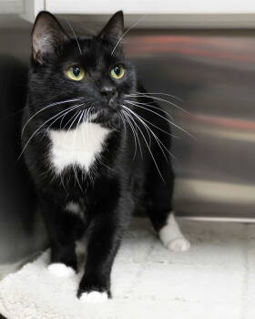 Rescue Domestic Short Hair Cats for Adoption in Wilmington, North Carolina - Pablo | PetCurious