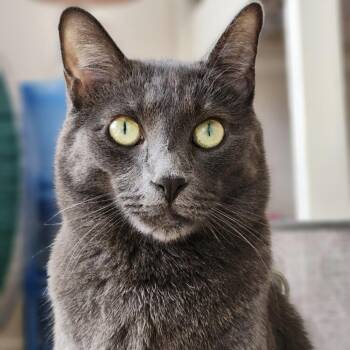 Domestic Short Hair Cats Available for Adoption in South Elgin, Illinois - Slushie - Home To Home | PetCurious