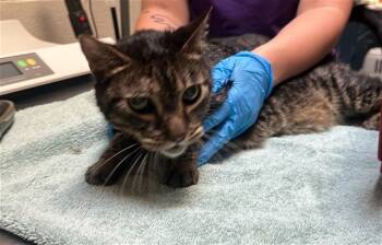 Rescue Domestic Short Hair Cats for Adoption in Raleigh, North Carolina - DALLAS | PetCurious