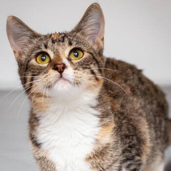 Gracie -  Domestic Short Hair Cat for Adoption in Hattiesburg, Mississippi - Gracie | PetCurious