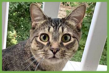 Hammie -  Domestic Short Hair Cat for Adoption in Amherst, Massachusetts - Hammie | PetCurious