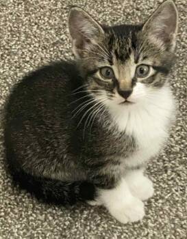 Rescue Domestic Short Hair Cats for Adoption in Urbandale, Iowa - Chase | PetCurious